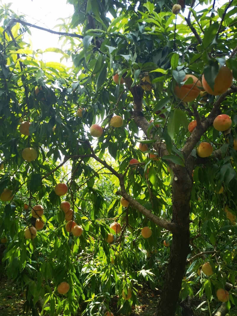 永莲蜜桃