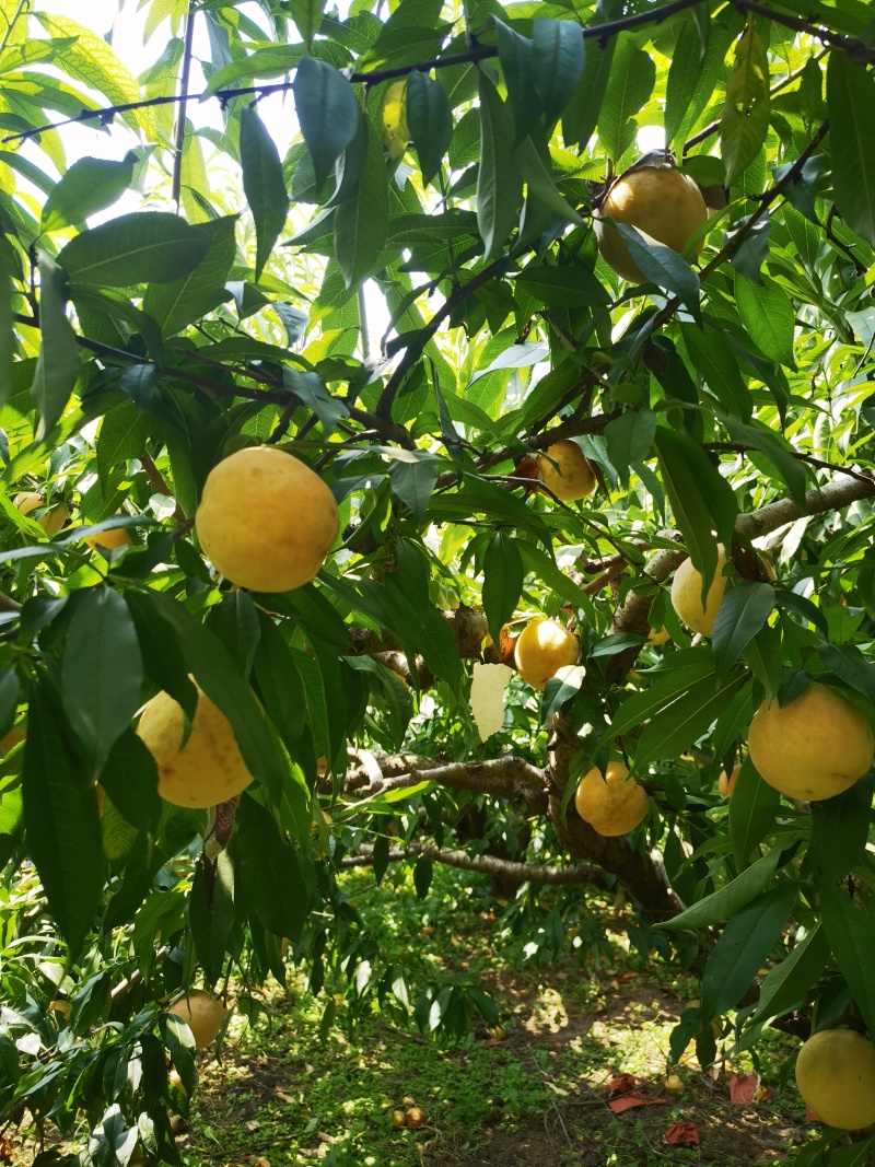 永莲蜜桃