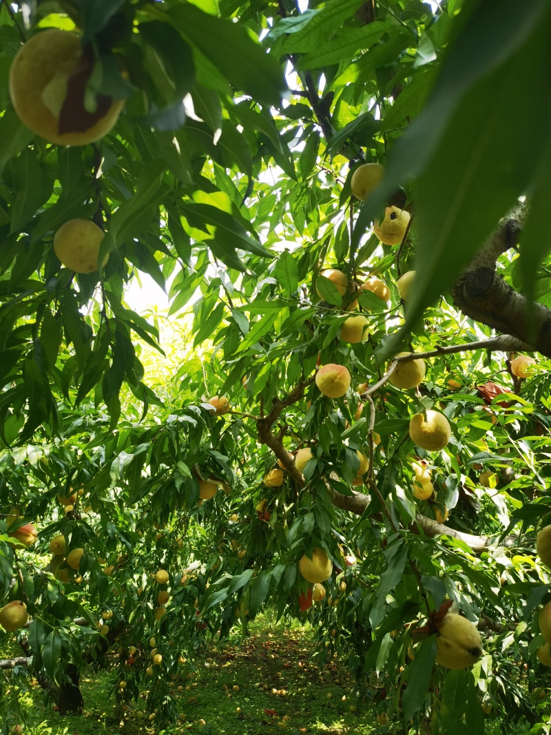 永莲蜜桃