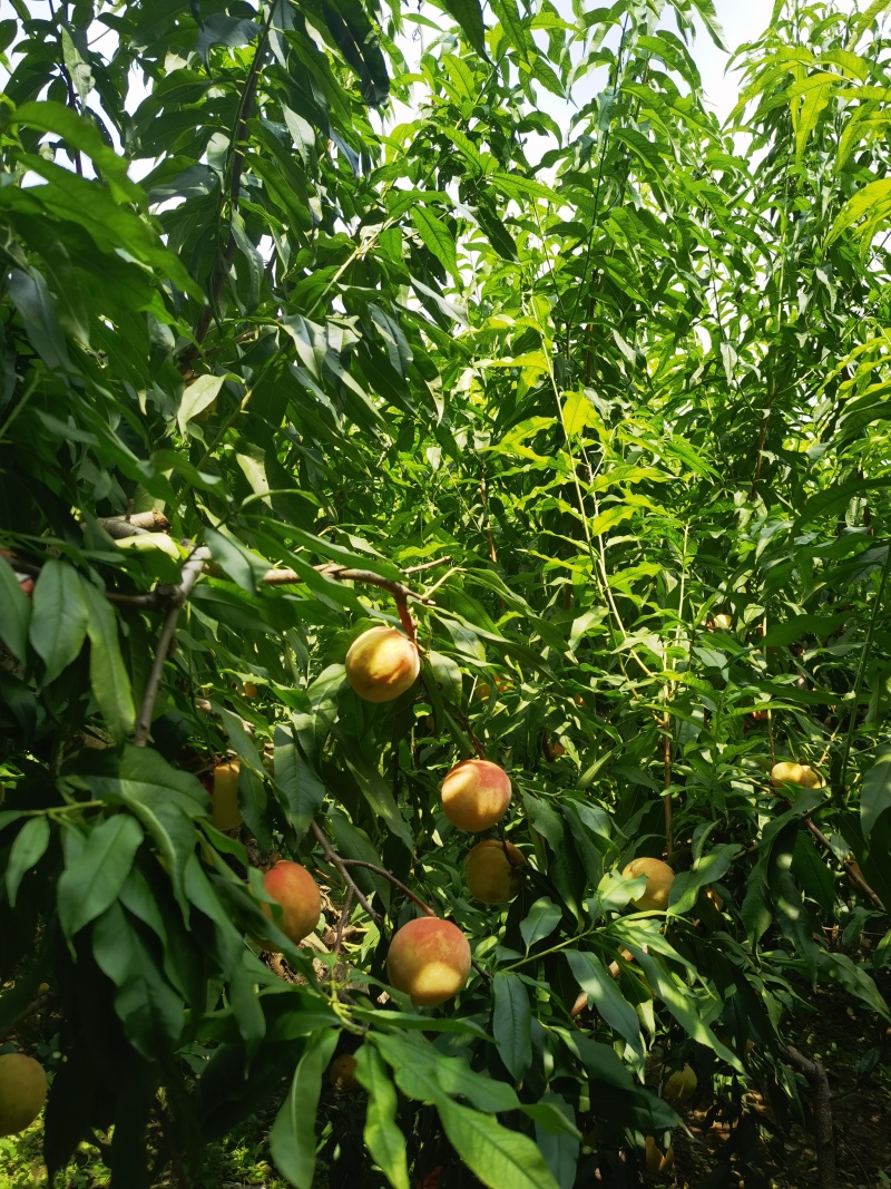永莲蜜桃