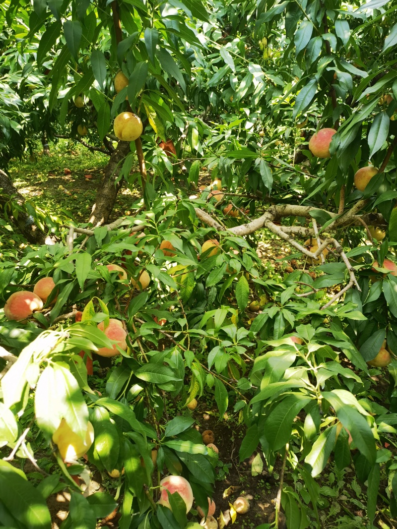 永莲蜜桃