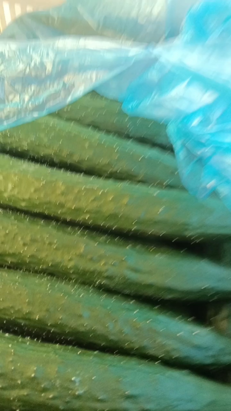 山东莘县燕店黄瓜基地陆续上市中