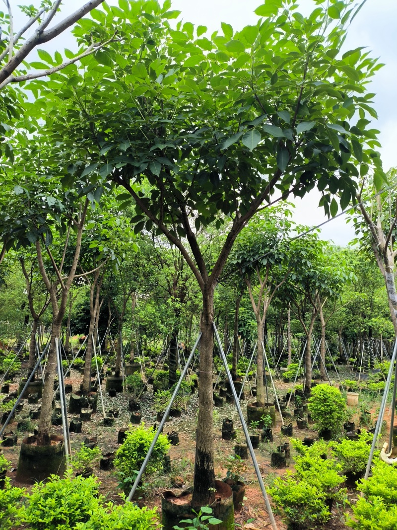 12大骨架红花风铃木