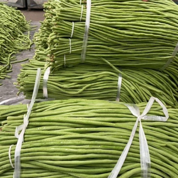 精品长豆角，基地直发价格美丽，现采现发质量上等，