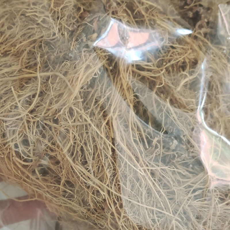 细辛，无硫细辛，产地货源保质保量，批发各种中药材