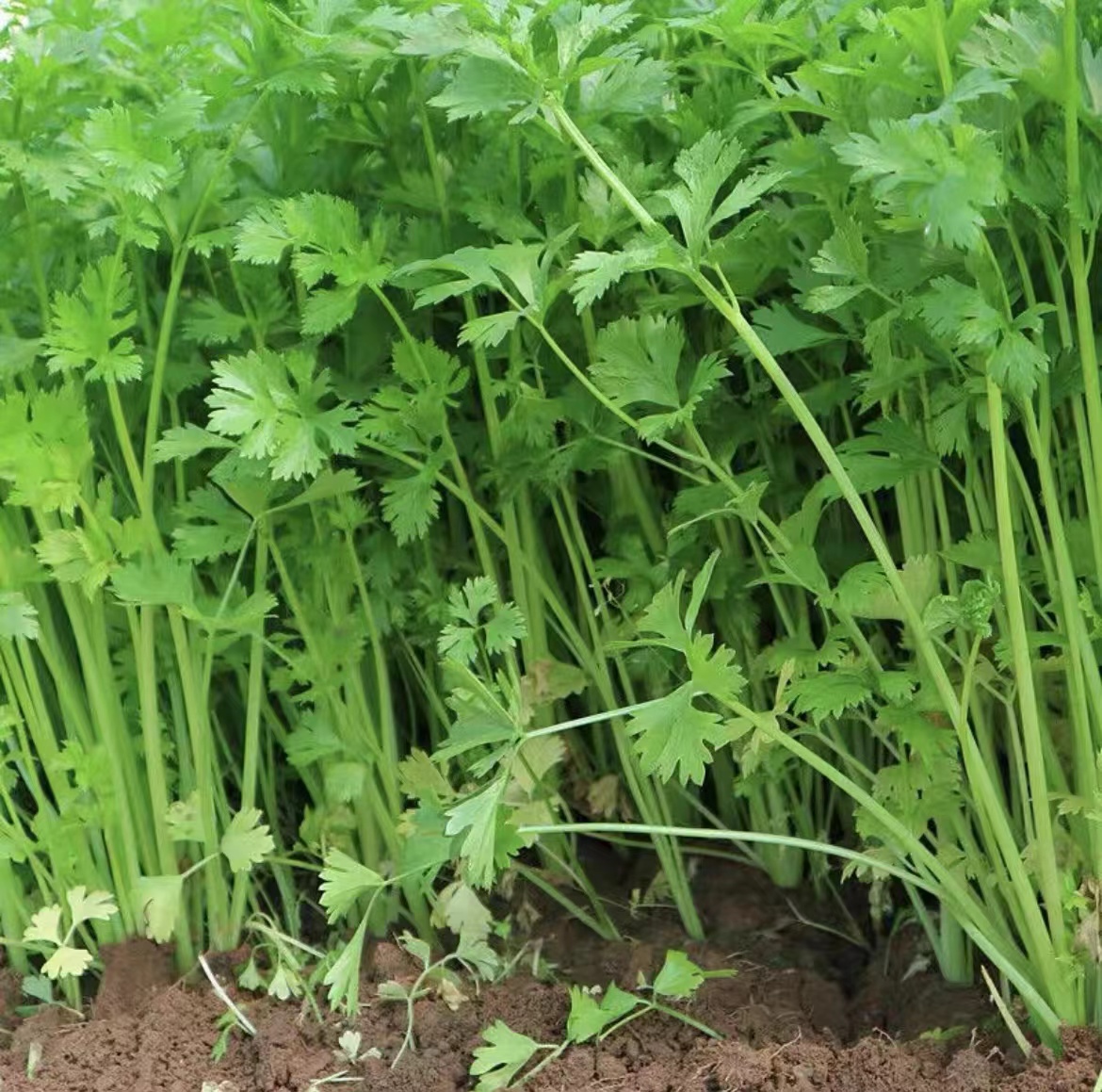 展示一株完整的香芹植物,绿色羽状叶片清晰可见,整体植株矮小紧凑 香芹植物整体外观