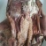 【熟食驴肉】卤香驴肉，正品保证，一手货源，可视频看货
