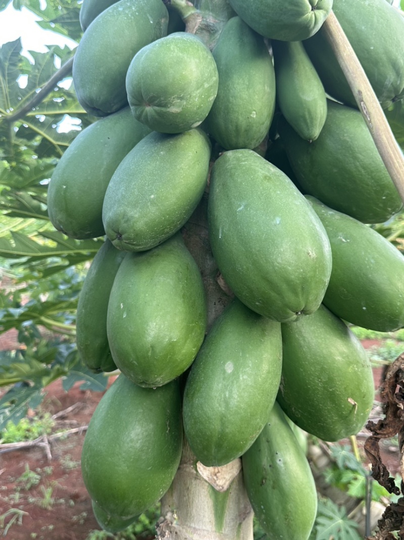 雷州糖心木瓜，大青品种