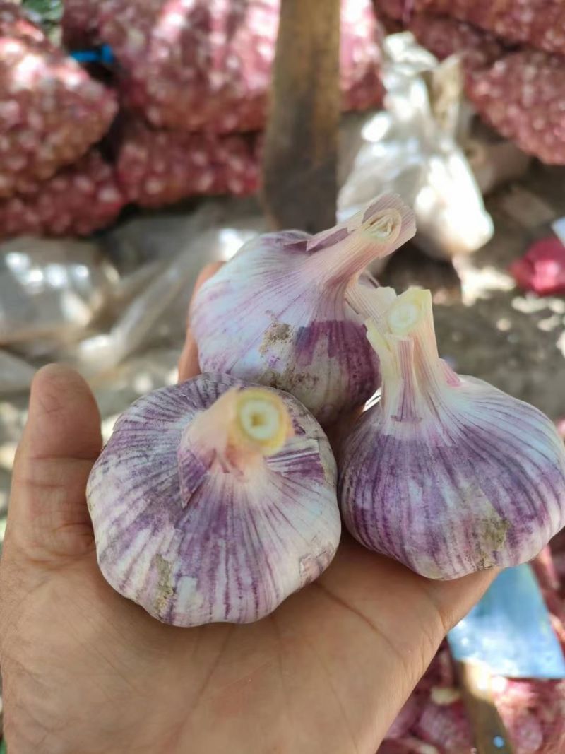 山东大蒜，大小规格都有，常年有货，货发国内外，保质量，
