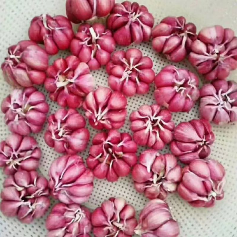 山东大蒜，大小规格都有，常年有货，货发国内外，保质量，