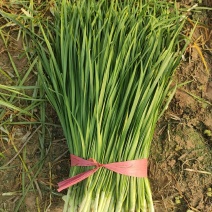 河北精品头刀菜，现割现发，品质保证，可视频看货
