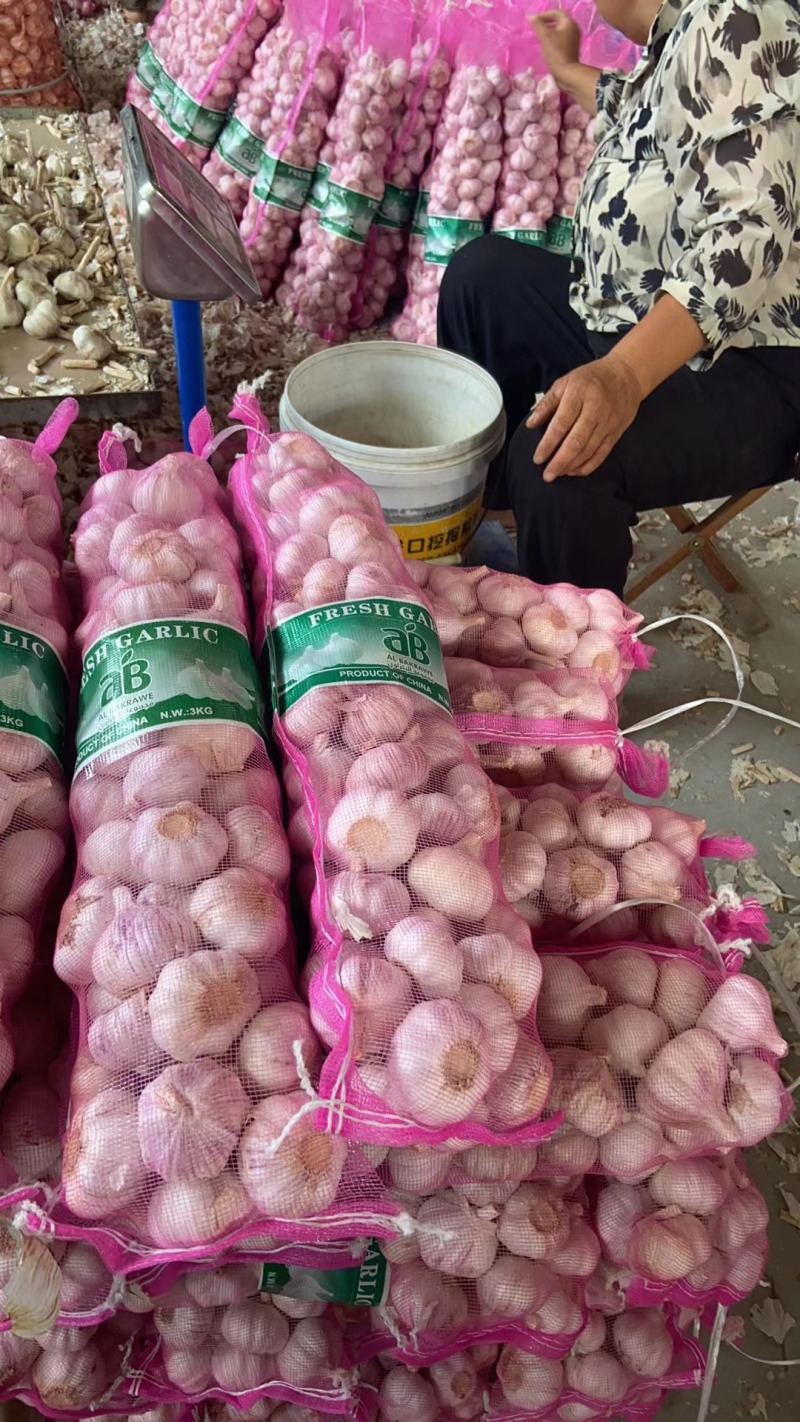 山东大蒜，大小规格都有，常年有货，货发国内外，保质量，
