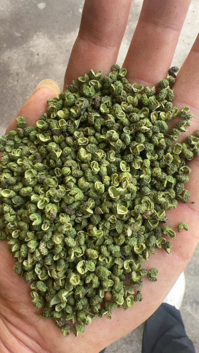 金阳青麻椒产地大量上市各种价位都有，欢迎咨询免费发样品，