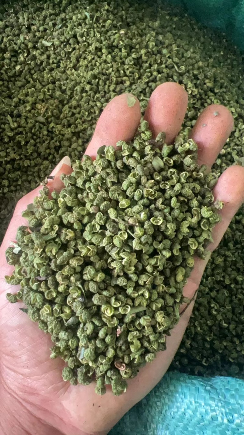 金阳青麻椒产地大量上市各种价位都有，欢迎咨询免费发样品，