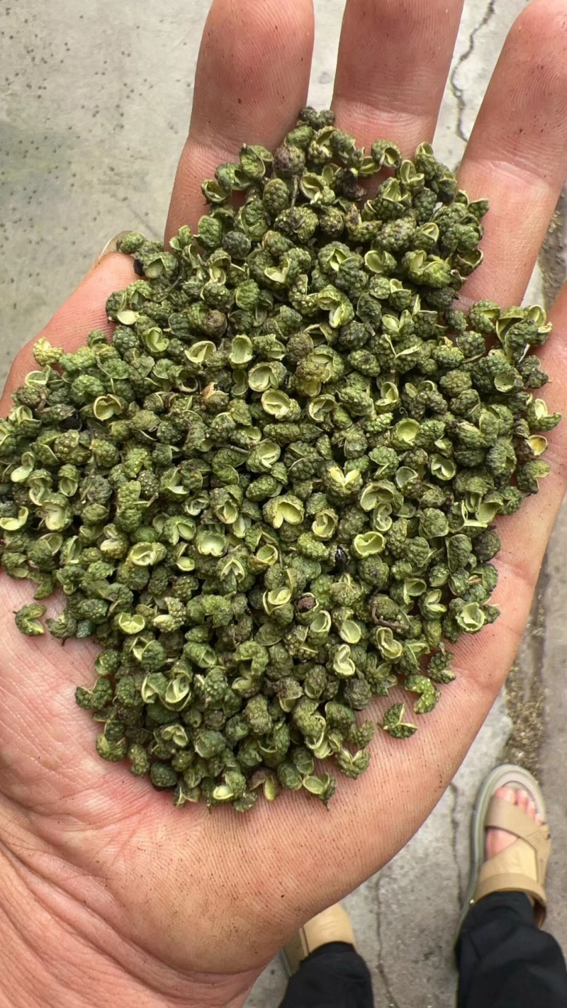 金阳青麻椒产地大量上市各种价位都有，欢迎咨询免费发样品，