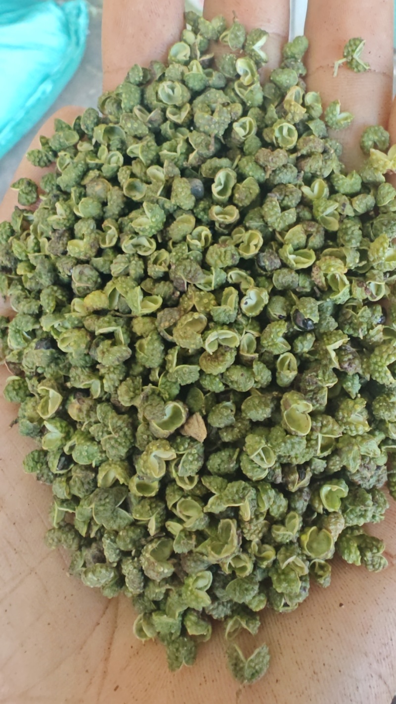 金阳青麻椒产地大量上市各种价位都有，欢迎咨询免费发样品，