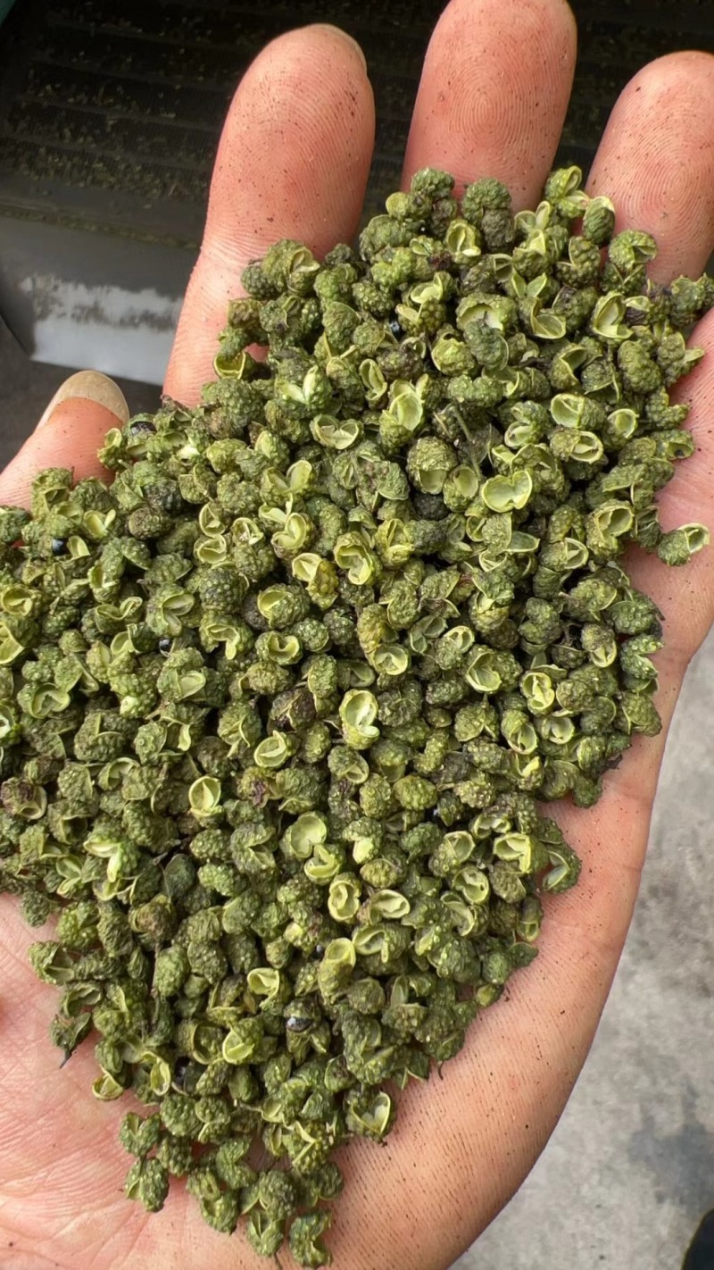 金阳青麻椒产地大量上市各种价位都有，欢迎咨询免费发样品，