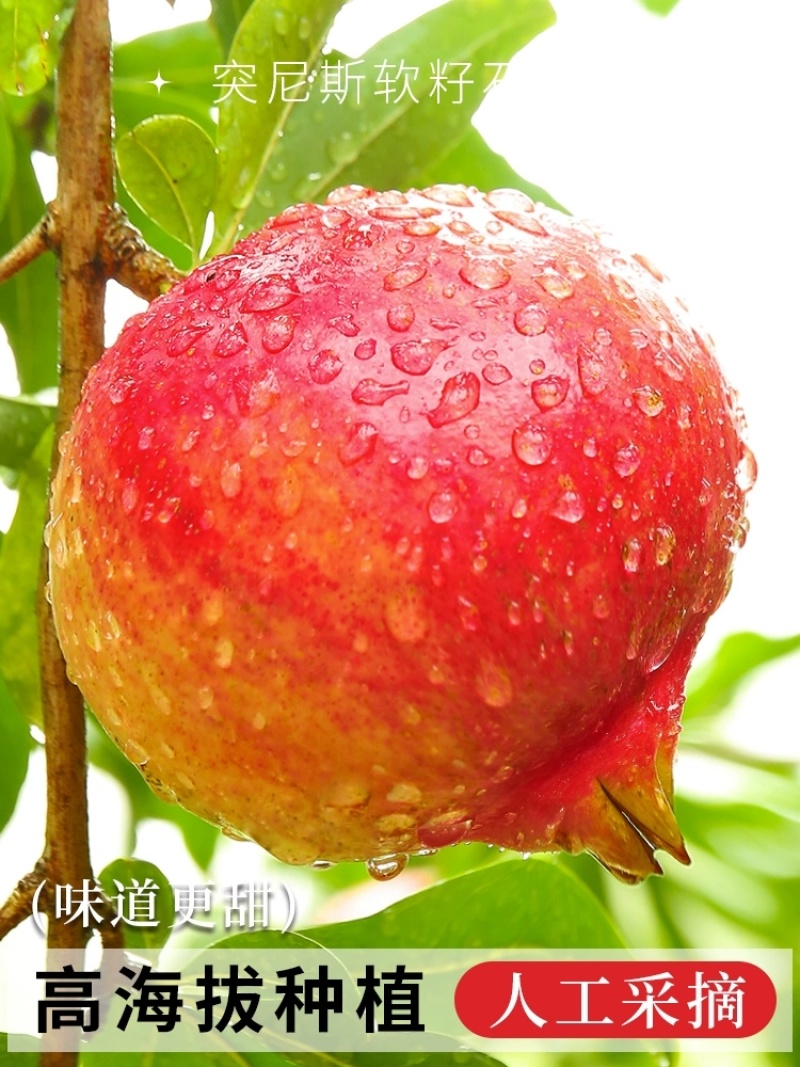 突尼斯软籽石榴一件代10斤新鲜水果当季整箱礼盒包邮