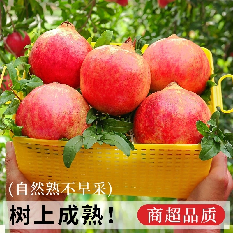 突尼斯软籽石榴一件代10斤新鲜水果当季整箱礼盒包邮