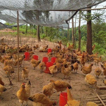 正宗散养跑山鸡，乌皮红冠，肉质新鲜，有需要联系