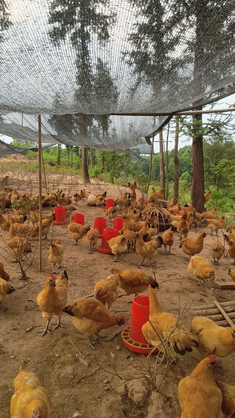 正宗散养跑山鸡，乌皮红冠，肉质新鲜，有需要联系