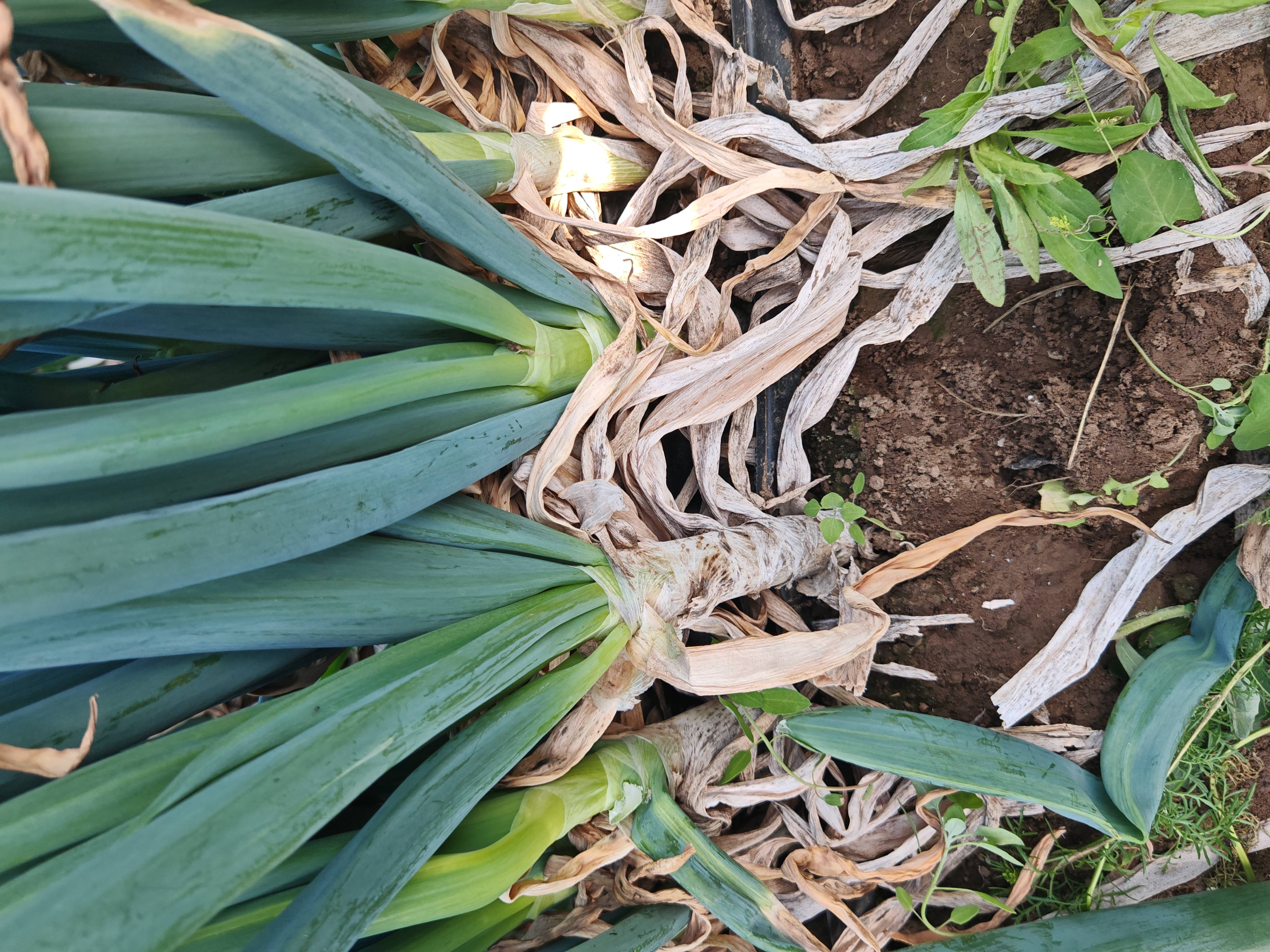 展示铁杆大葱叶片出现锈病或霜霉病的典型症状 铁杆大葱病害实例