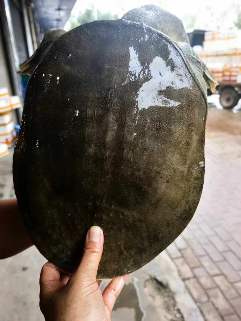 湖南汉寿生态甲鱼，量大从优。长期供货，一手货源，欢迎致电