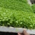 精品全国芹菜苗批发，大量有货，包售后，欢迎选购