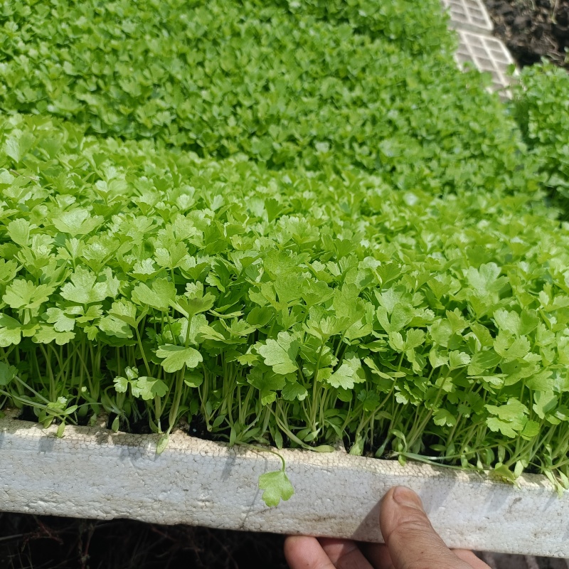 精品全国芹菜苗批发，大量有货，包售后，欢迎选购