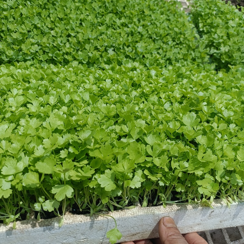 精品全国芹菜苗批发，大量有货，包售后，欢迎选购