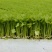 精品全国芹菜苗批发，大量有货，包售后，欢迎选购