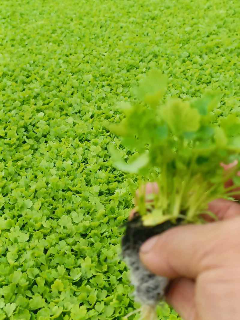 精品全国芹菜苗批发，大量有货，包售后，欢迎选购