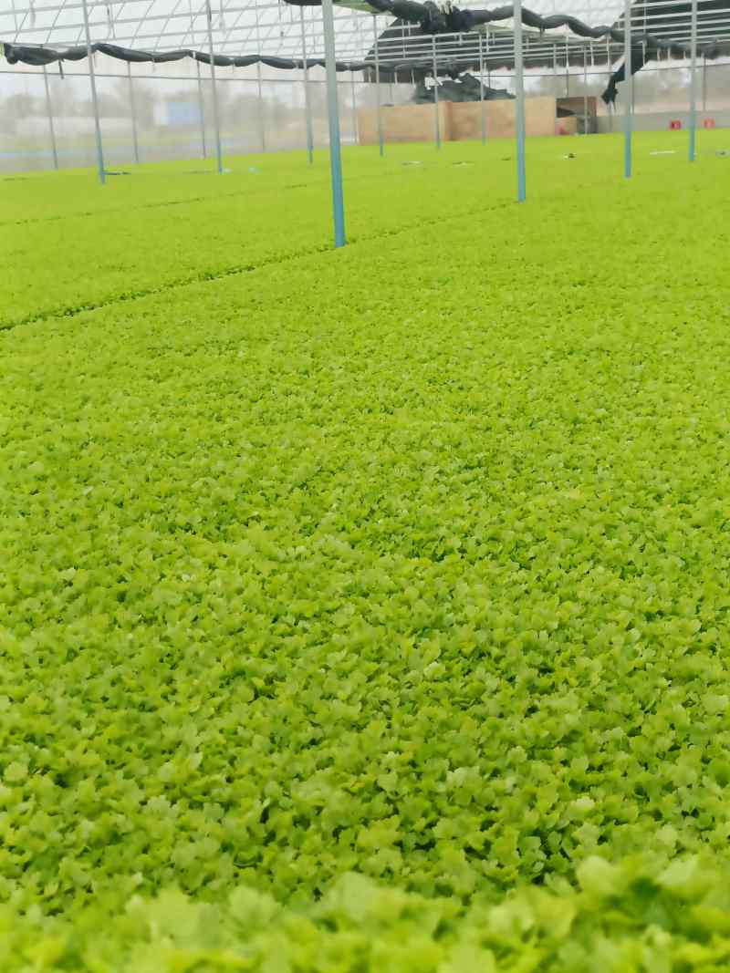 精品全国芹菜苗批发，大量有货，包售后，欢迎选购