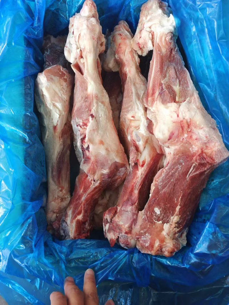 猪后腿骨