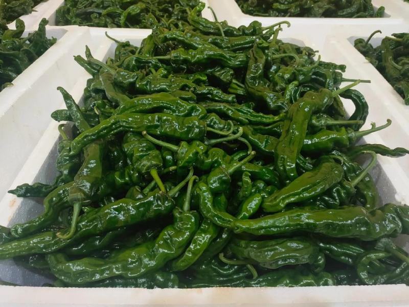 小皱皮（特辣）现摘现发保质保量，一手货源诚信经营