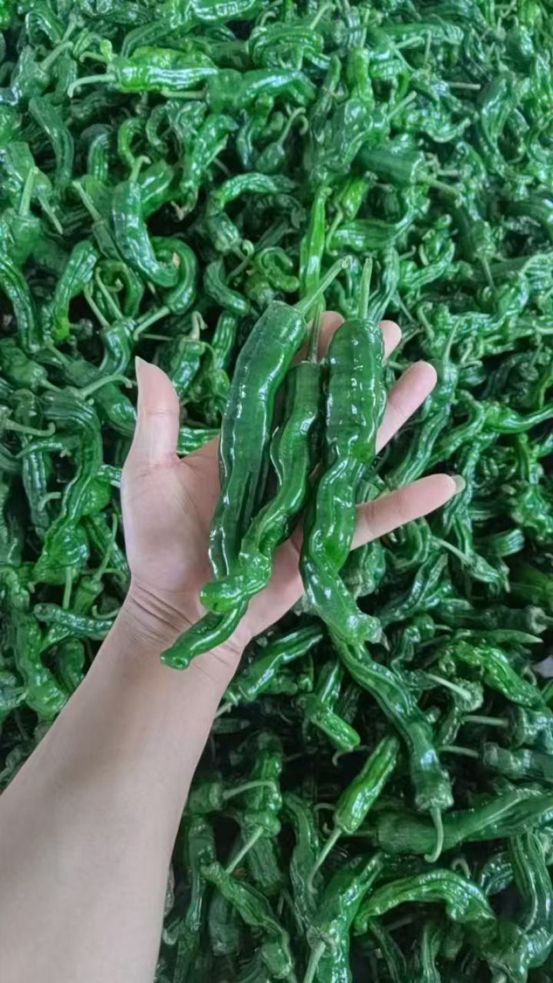 小皱皮（特辣）现摘现发保质保量，一手货源诚信经营