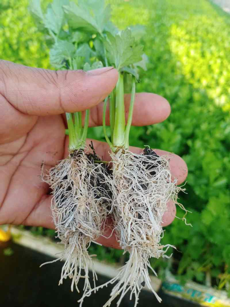 精品西芹苗基地直供无病害发货方便破损包赔包成活