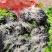 精品西芹苗基地直供无病害发货方便破损包赔包成活