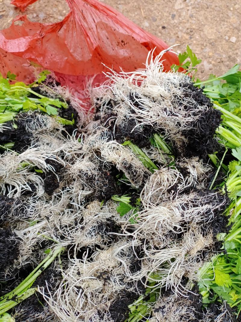 精品西芹苗基地直供无病害发货方便破损包赔包成活