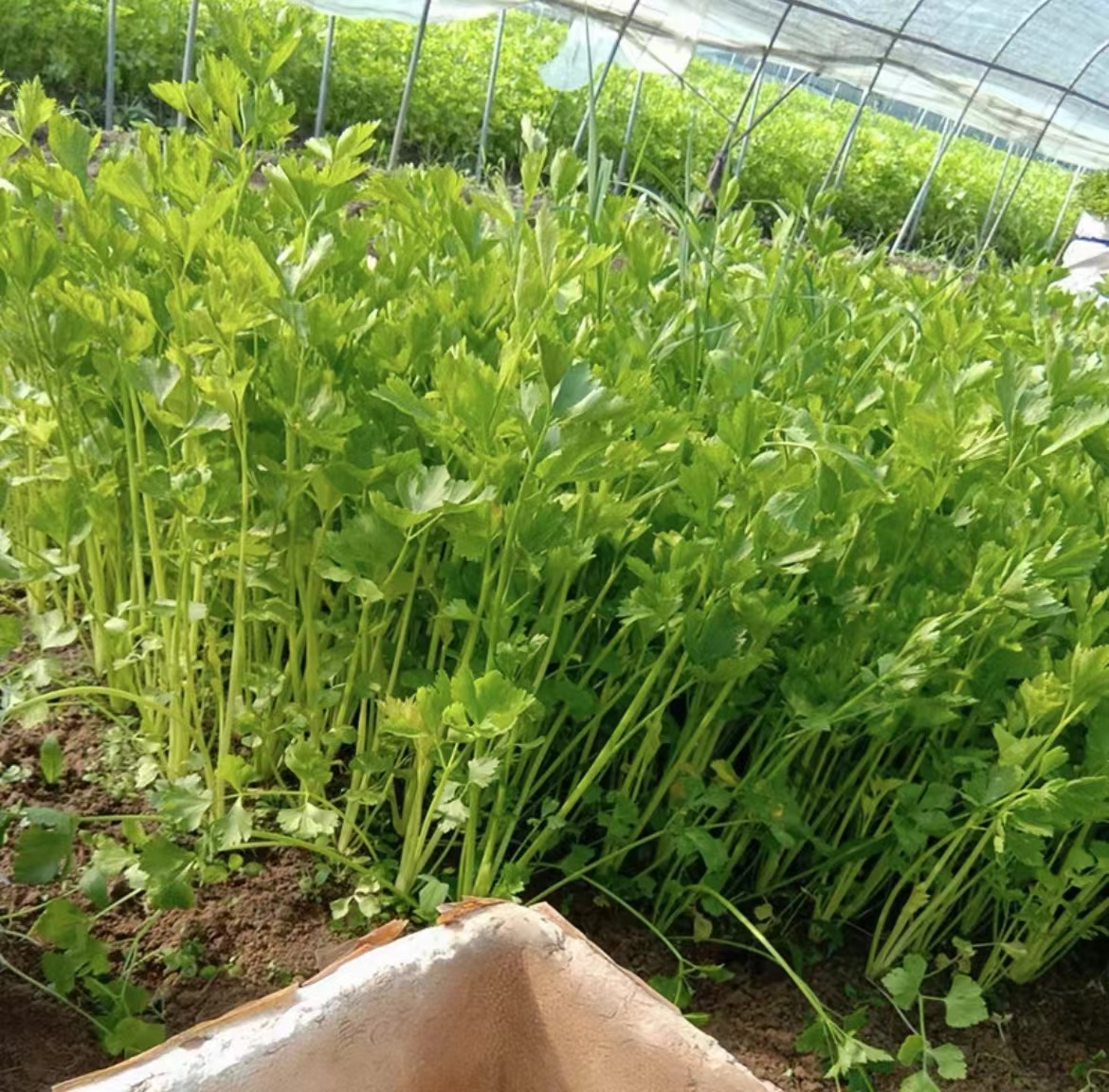 图片说明:水芹与香芹并列摆放,展示两者在叶片形状、茎秆粗细上的差异 水芹与香芹对比图