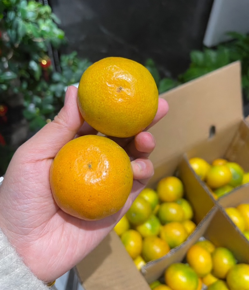 湖北高山蜜橘，皮薄汁多含超高维生素C，酸甜多汁