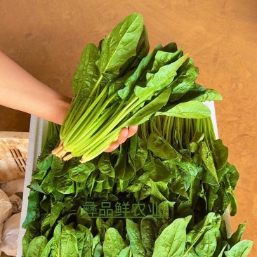小叶菠菜绿杆