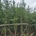 大量5-6公分银杏树袋苗
