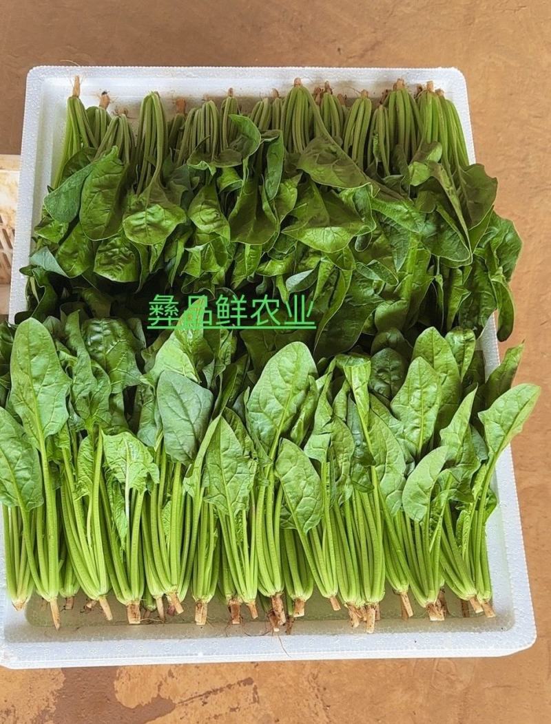 小叶菠菜绿杆
