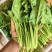 小叶菠菜绿杆