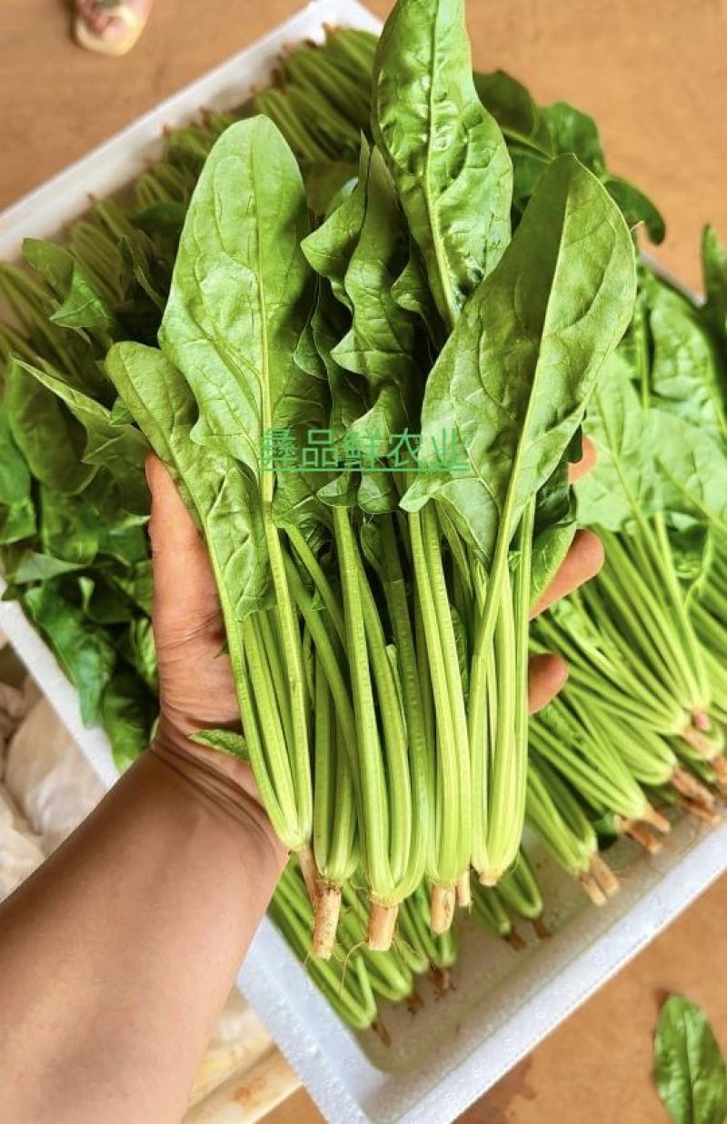 小叶菠菜绿杆