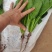 小叶菠菜绿杆