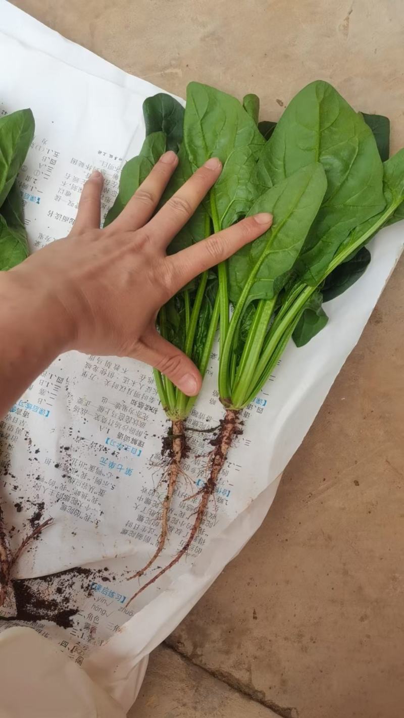 小叶菠菜绿杆