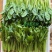 小叶菠菜绿杆