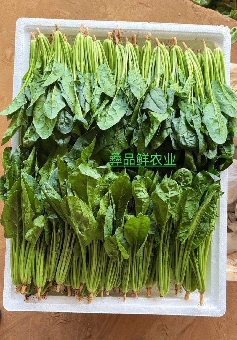小叶菠菜绿杆